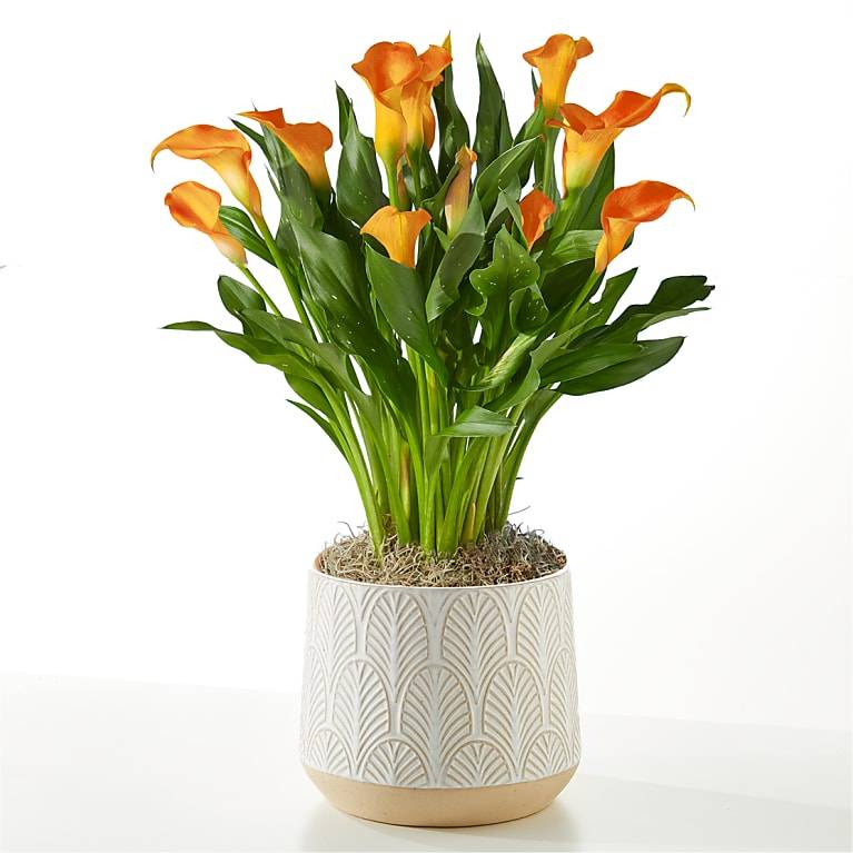Planta de lirio de cala naranja