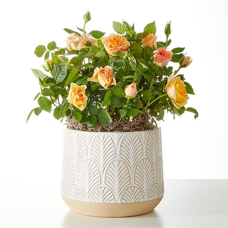 Planta de mini rosas de color naranja