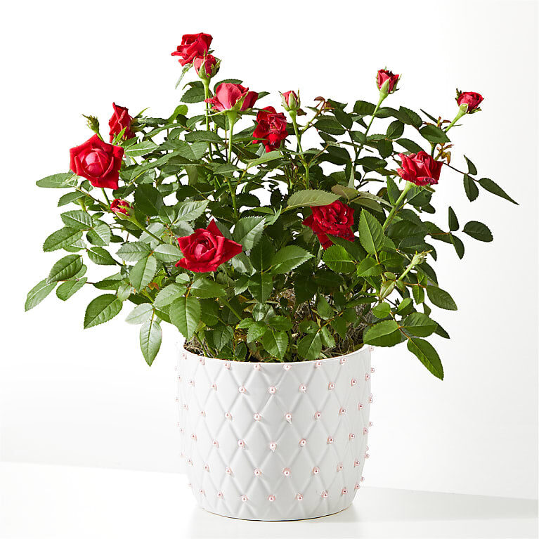 Mini rosa roja Pearl Kiss