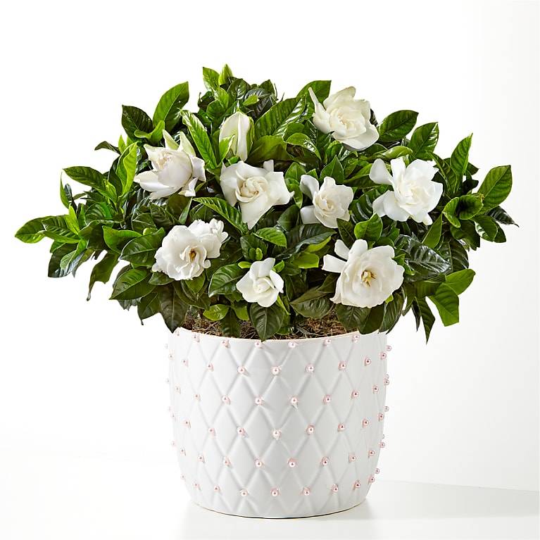 Gardenia de pura gracia