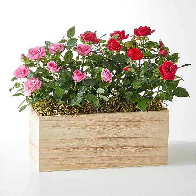 Dúo de rosas lado a lado