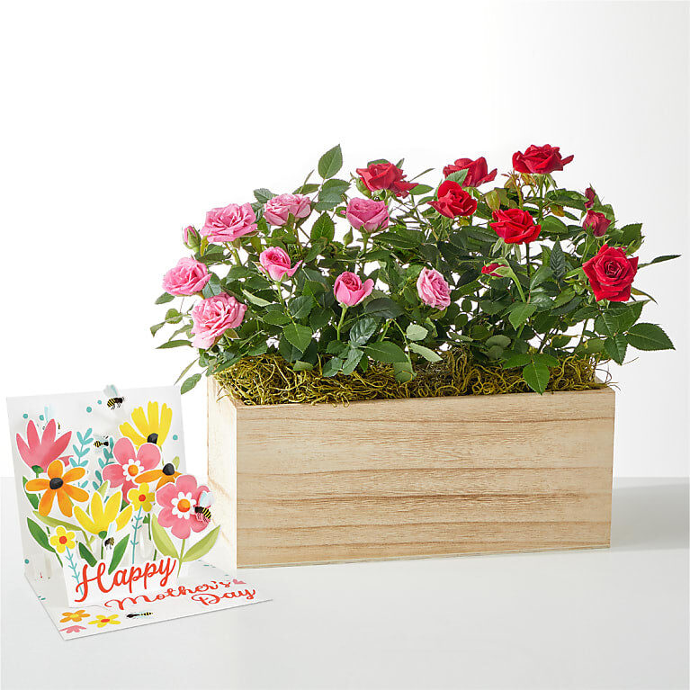 Tarjeta desplegable "Dúo de rosas una al lado de la otra" y "Día de la Madre".