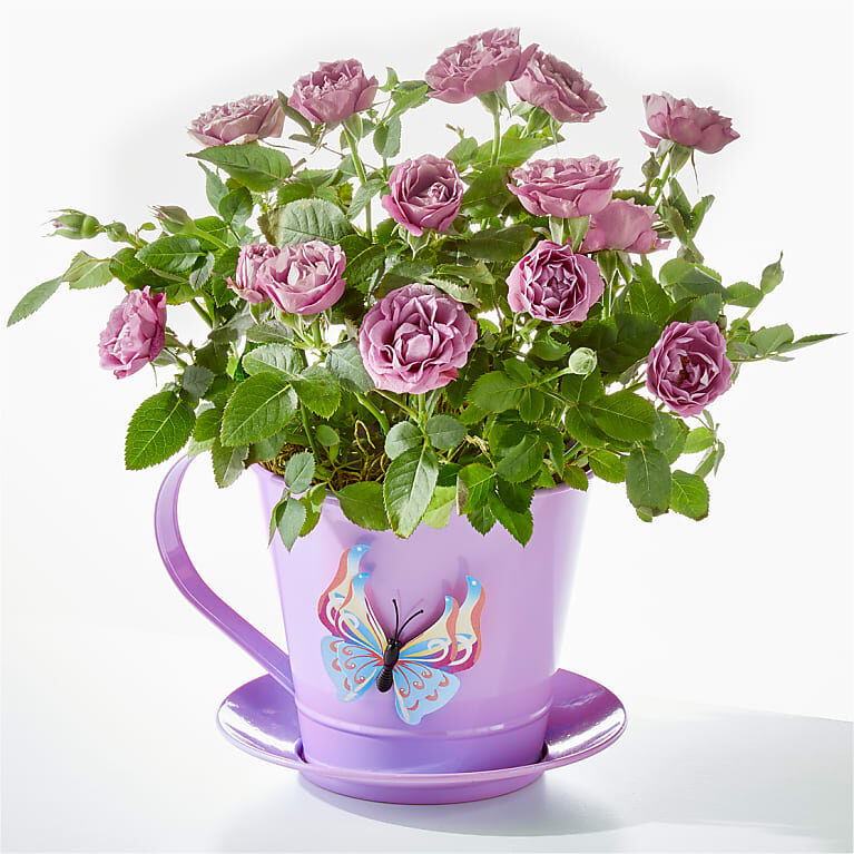 Eres mi taza de té Mini rosa lavanda