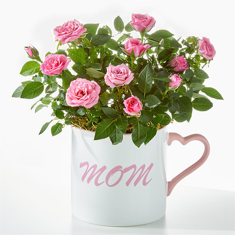 Haz que el Día de Mamá sea especial con una mini rosa.