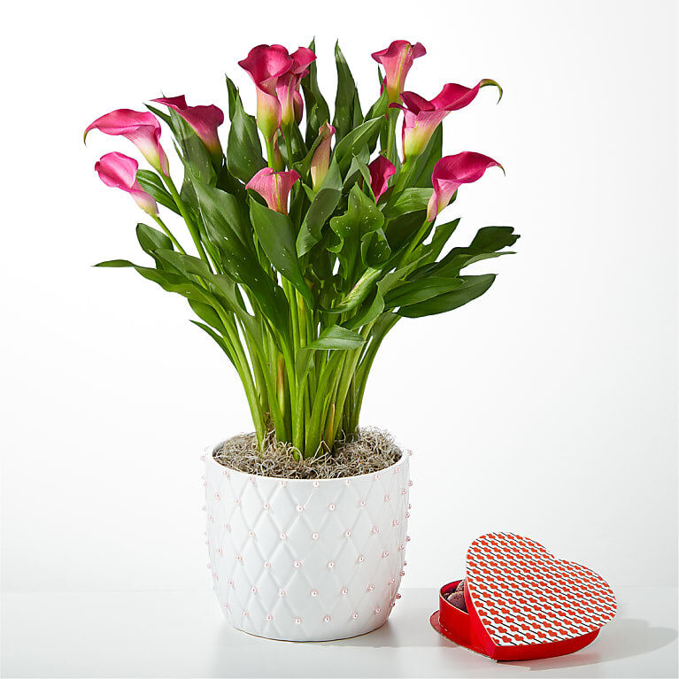 Lirio de agua Blushing Beauty con chocolate en forma de corazón