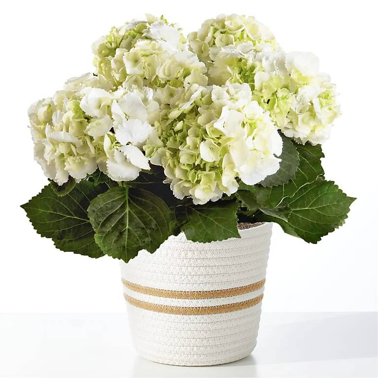Planta de hortensia blanca pura (en cesta tejida)