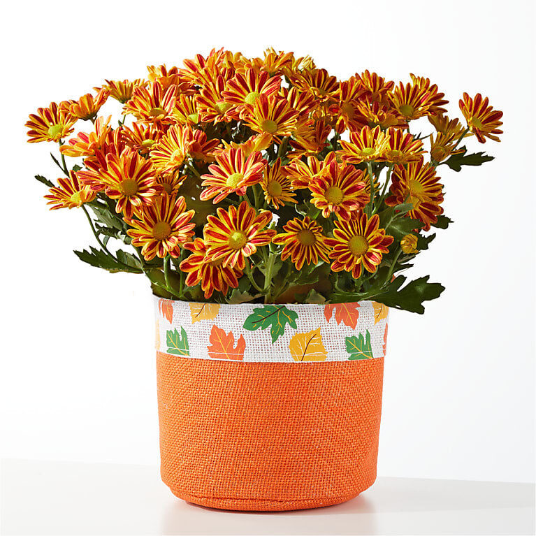 Hojas de otoño, mamá naranja