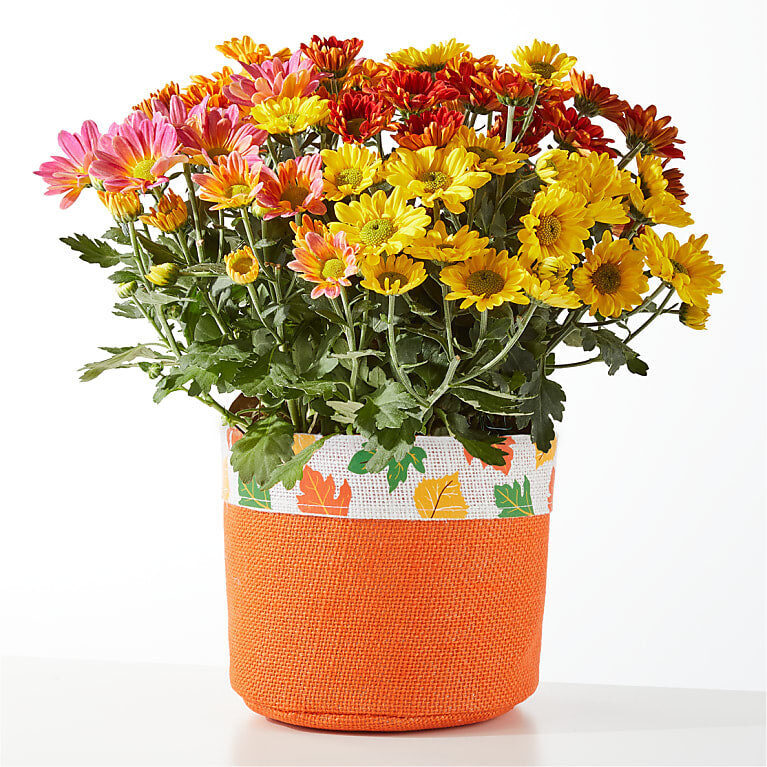 Mamá tricolor con hojas de otoño