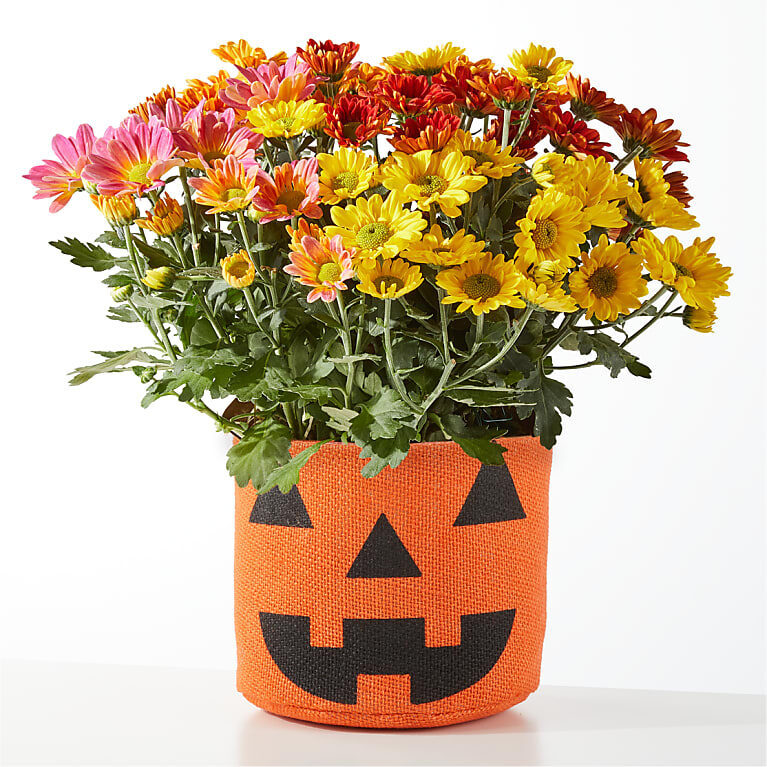 Mamá tricolor Jack O'Lantern