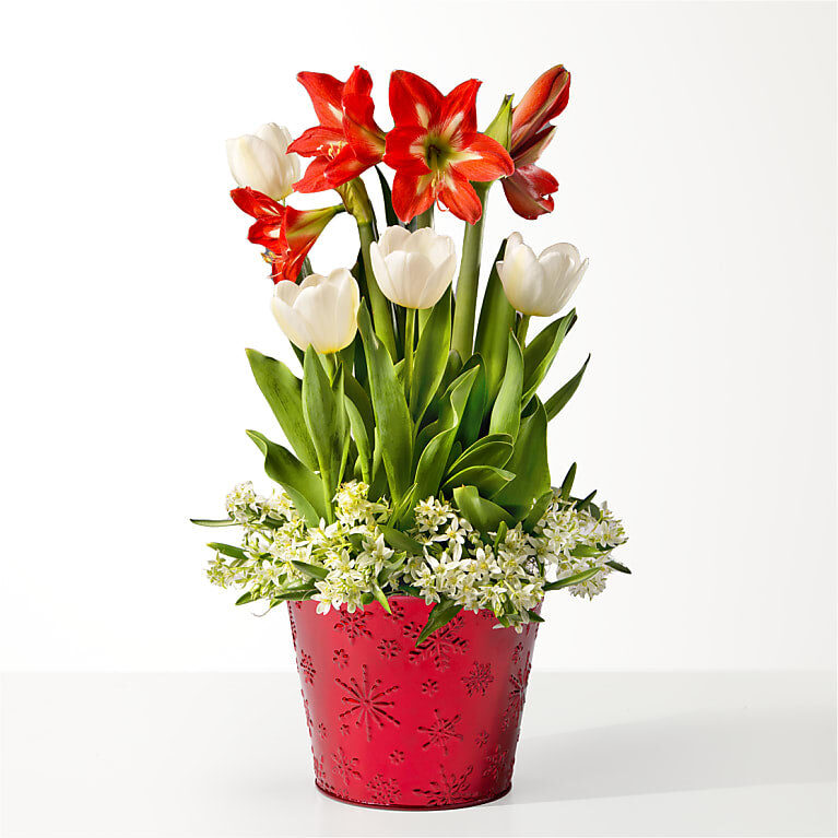 Jardín de bulbos rojos y blancos
