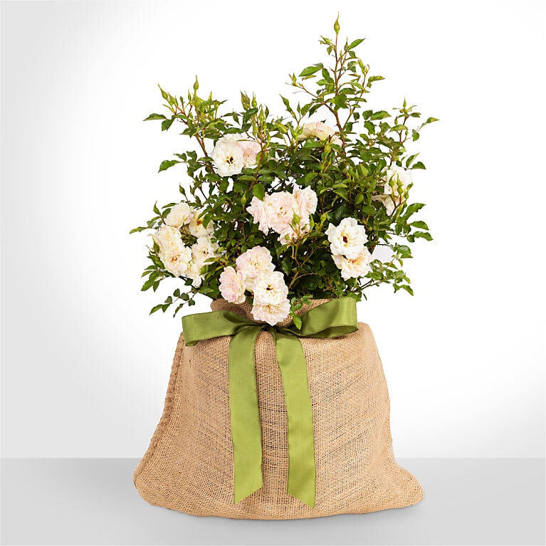 Rosa del deleite de mamá