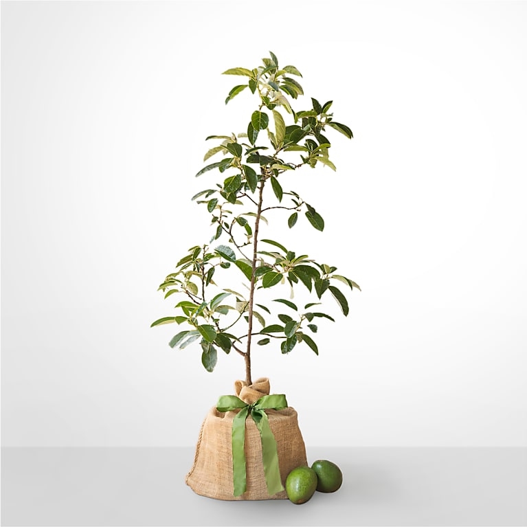 Árbol de aguacate