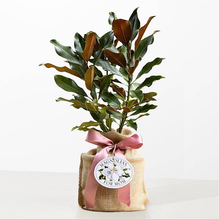 Magnolias para mamá