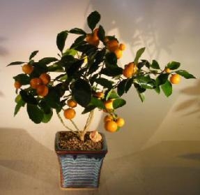 Bonsái de naranjo (Naranjo "Calamondin")