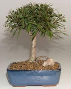 Bonsái de Ficus de Hoja de Sauce - Mediano
(Ficus Nerifolia/Salisafolia)