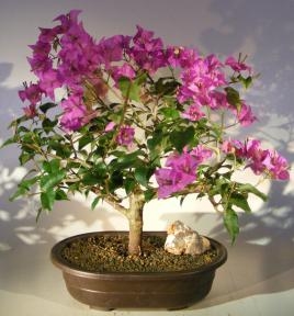 Bonsái de buganvilla en flor - Grande
(Pink Pixie)