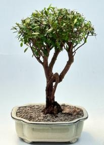 Árbol de bonsái de mirto chino en flor
(myrtus communis 'compacta')