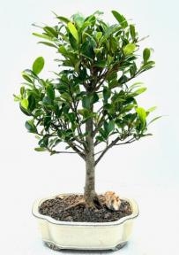 Bonsái de Ficus Kaneshiro
(Ficus microcarpa 'kaneshiro')