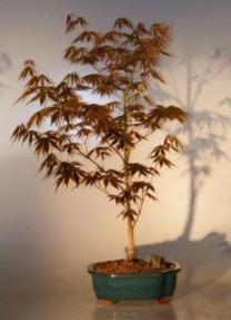 Bonsái de arce rojo japonés - Grande
(Acer palmatum "atropurpureum")