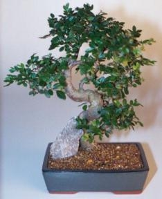 Bonsái de olmo chino - Tamaño extragrande, estilo tronco curvo
(Ulmus parvifolia)