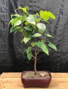 Árbol bonsái de abedul del Himalaya de corteza blanca
(Betula utilis var. 'jacquemontii')