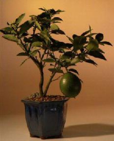 Bonsái de limonero en flor (limón Meyer)