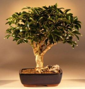 Árbol Bonsái Paraguas Hawaiano - Grande
(arboricola schefflera 'luseanne)