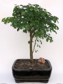 Bonsái grande de árbol de lluvia brasileño en flor (Pithecellobium tortum)