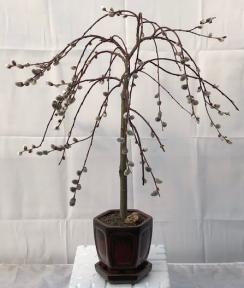 Bonsái de sauce llorón en flor (Salix caprea 'Kilmarnock')