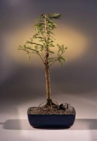 Árbol bonsái de ciprés calvo
(taxodio distichum)