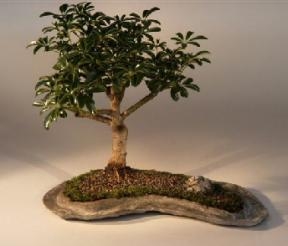 Bonsái de árbol paraguas hawaiano sobre una losa de roca
(Arboricola schefflera 'luseanne')