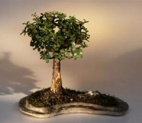 Árbol bonsái de jade bebé sobre losa de roca (Portlacaria Afra)