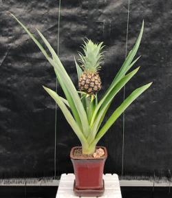 Bonsái de piña en flor y fruto (ananas nana)