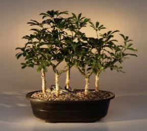 Bonsái de sombrilla hawaiana
Grupo de cinco árboles del bosque
(Arboricola schefflera 'luseanne')