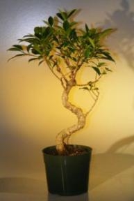 Bonsái de Ficus Retusa (Pre-Bonsái) - Gran tronco curvado
