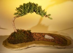 Bonsái de enebro
Plantado sobre una losa de roca
(Juniper procumbens "nana")