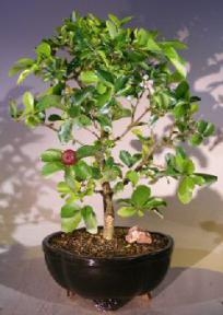 Bonsái de cerezo de Barbados enano llorón en flor - Grande (Malpighia pendiculata)