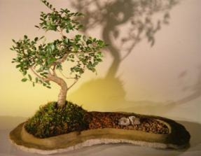 Bonsái de olmo chino sobre losa de roca
(Ulmus parvifolia)