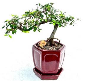 Bonsái de olmo chino - Estilo semicascada
(Ulmus parvifolia)
