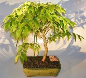 Bonsái de jazmín acuático en flor - Grande
(Wrightia religiosa)