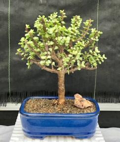 Bonsái de jade joven - Grande
Edad madura y variegado
(Portulacaria afra variegata)