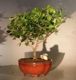 Bonsái de manzano enano tropical en flor
Extra grande
(Clusia rosea 'nana')