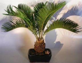 Árbol bonsái de palma de sagú
(cycas revoluta)
