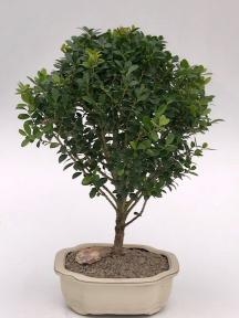 Bonsái de acebo japonés enano (Ilex crenata 'piccolo')