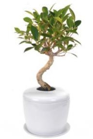 Bonsái de Ficus Retusa de tronco curvo y urna funeraria de cerámica de porcelana con bandeja antigoteo/de humedad a juego.