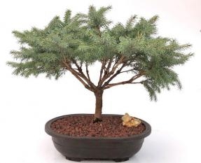 Bonsái de abeto serbio (Picea omorika 'Nana')