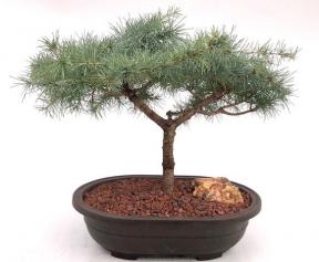 Árbol bonsái de cedro deodar 'Snow Sprite'
(cedrus deodara)