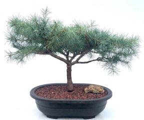 Árbol bonsái de cedro deodar 'Snow Sprite'
(cedrus deodara)