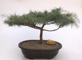 Árbol bonsái de cedro deodar 'Snow Sprite'
(cedrus deodara)