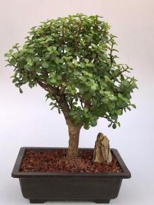 Árbol bonsái de jade bebé
(Portulacaria Afra)